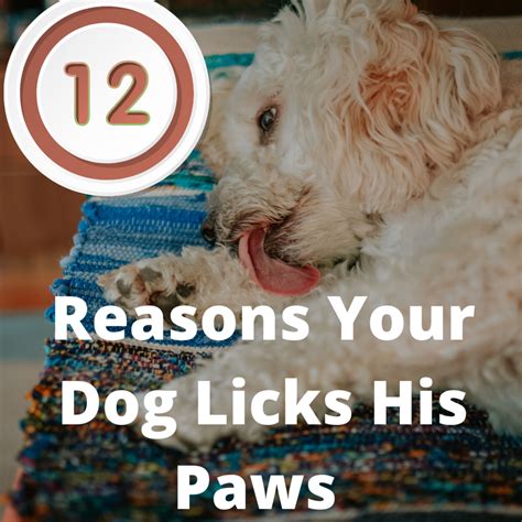 why does my dog lick my nipple|My puppy nibbles on my nipple : r/puppy101